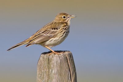 Meadow pipit / Graspieper