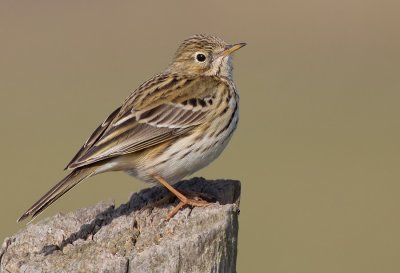 Meadow pipit / Graspieper