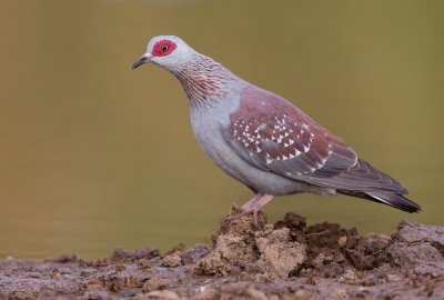 Speckled pigeon / Guinese duif