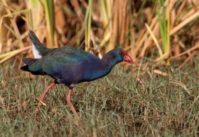 African Swamphen  / Smaragdpurperkoet
