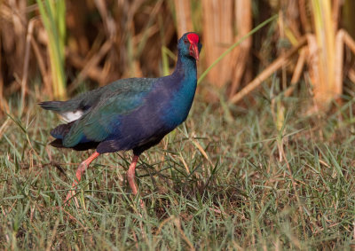 African Swamphen  / Smaragdpurperkoet