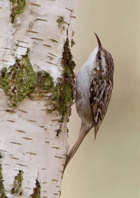 Short-Toed tree creeper / boomkruiper