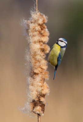 Blue tit / Pimpelmees