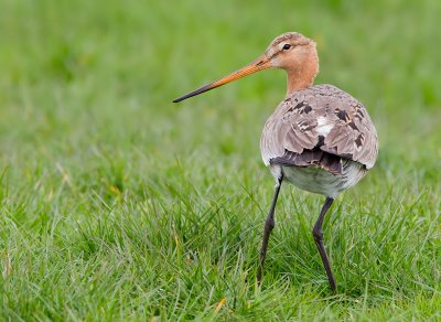 Black-tailed godwit / Grutto