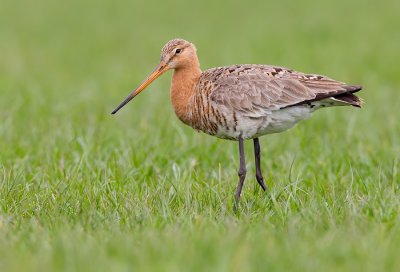 Black-tailed godwit / Grutto