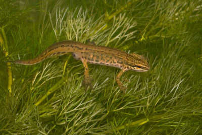 Palmate Newt / Vinpootsalamander