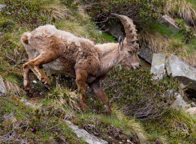 Alpine Ibex / Alpensteenbok