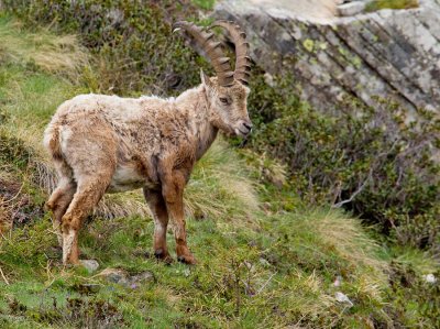 Alpine Ibex / Alpensteenbok