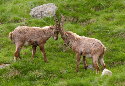 Alpine Ibex / Alpensteenbok