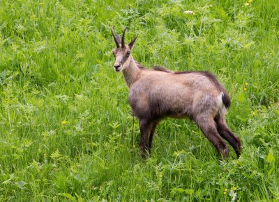 Chamois / Gems