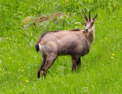 Chamois / Gems