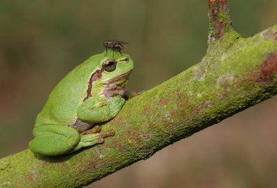 Common tree frog / Boomkikker