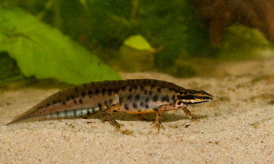 Common newt / Kleine Watersalamander