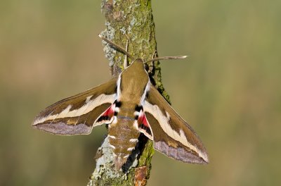 Bedstraw Hawk-moth / Walstropijlstaart