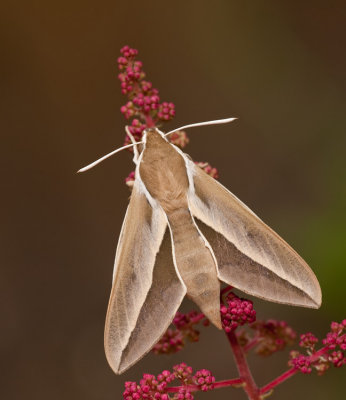 Seathorn Hawk-moth / Duindoornpijlstaart