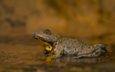 Yellow bellied toad / Geelbuikvuurpad