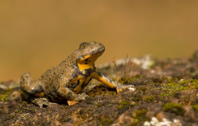 Yellow bellied toad / Geelbuikvuurpad