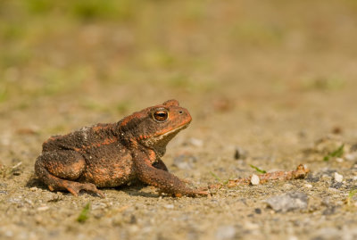 Gewone pad / Common Toad