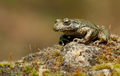 Vroedmeesterpad / Midwife Toad