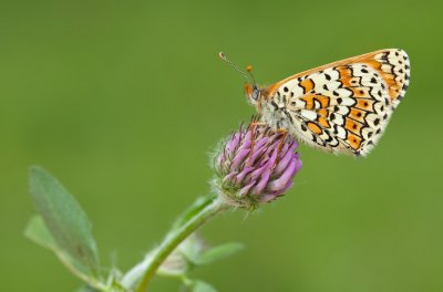 Glanville Fritillary / Veldparelmoervlinder