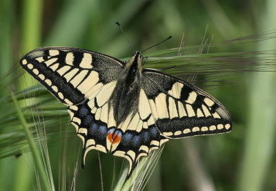 European Swallowtail / Koninginnenpage