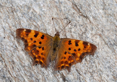 Comma butterfly / Gehakkelde Aurelia