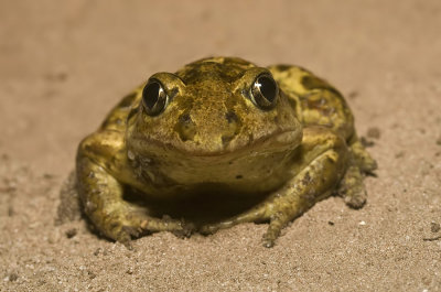 Common Spadefoot / Knoflookpad