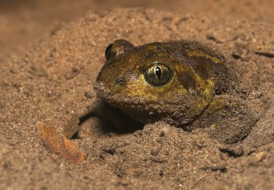 Common Spadefoot / Knoflookpad