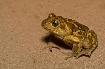 Common Spadefoot / Knoflookpad