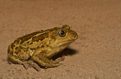 Common Spadefoot / Knoflookpad