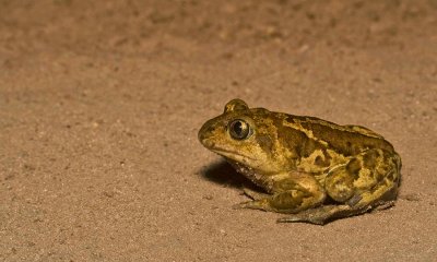 Common Spadefoot / Knoflookpad