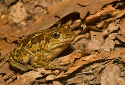 Common Spadefoot / Knoflookpad