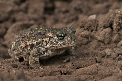 Natterjack Toad / Rugstreeppad