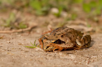Bruine kikker / Common Frog