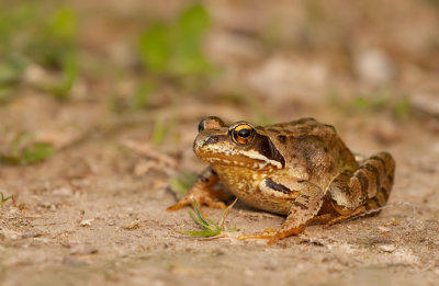Bruine kikker / Common Frog
