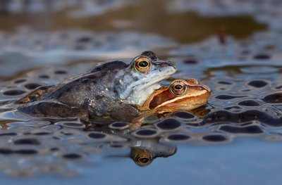 Heikikker / Moor frog