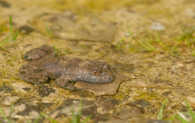 Yellow bellied toad / Geelbuikvuurpad