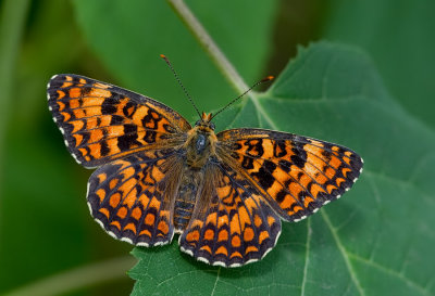 Knapweed Fritillary / Knoopkruidparelmoervlinder