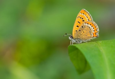 Violet copper / Blauwe vuurvlinder