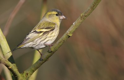 Sijs / Siskin