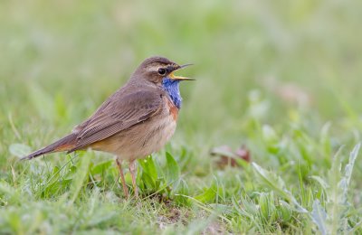 Bluethroat / Blauwborst