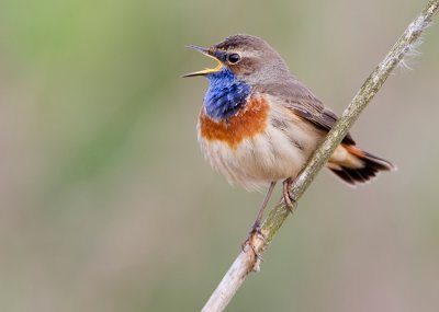 Bluethroat / Blauwborst