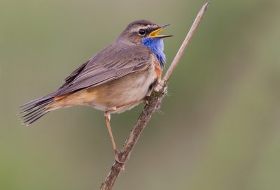Bluethroat / Blauwborst