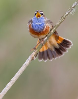 Bluethroat / Blauwborst