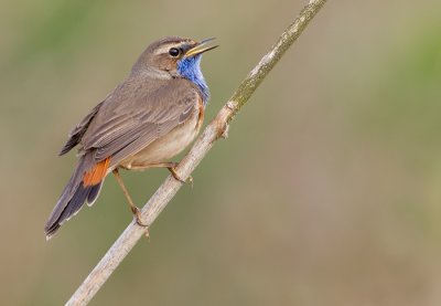 Bluethroat / Blauwborst