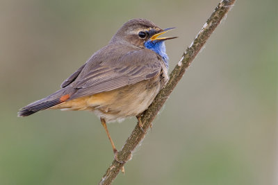 Bluethroat / Blauwborst