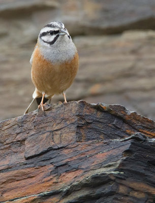 Rock bunting / Grijze gors