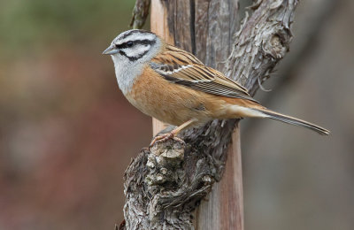 Rock bunting / Grijze gors