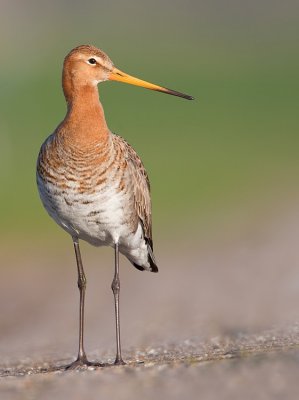Black-tailed godwit / Grutto