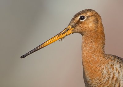Black-tailed godwit / Grutto